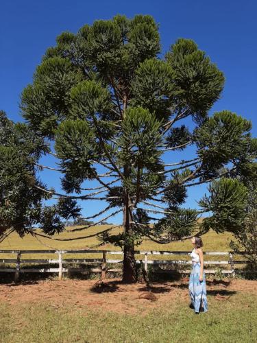 Árvores e paisagens naturais na Fazenda JS, cenário perfeito para eventos de bem-estar e conexões espirituais