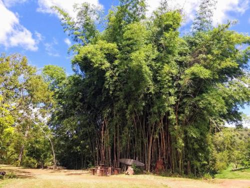 Área verde com árvores nativas na Fazenda JS – local de tranquilidade e beleza natural para retiros próximos a BH